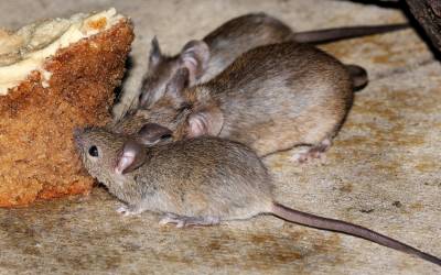 Mice found in Atlanta GA - Active Pest Control
