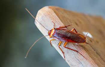 When to Call a Cockroach Exterminator - Active Pest Control in Georgia