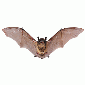 Little Brown Bat - Active Pest Control