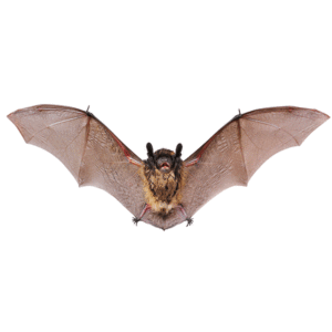 Bat Identification in your area