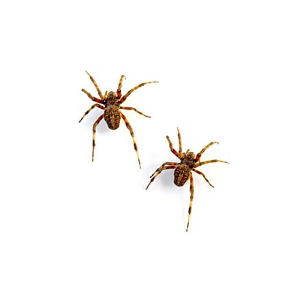 Spiders  Facts & Identification, Control & Prevention