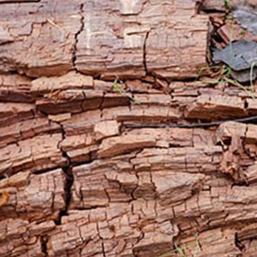 Brown Rot Fungi Active Pest Control Pest Control and Exterminator