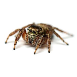 Jumping spider identification  - Active Pest Control