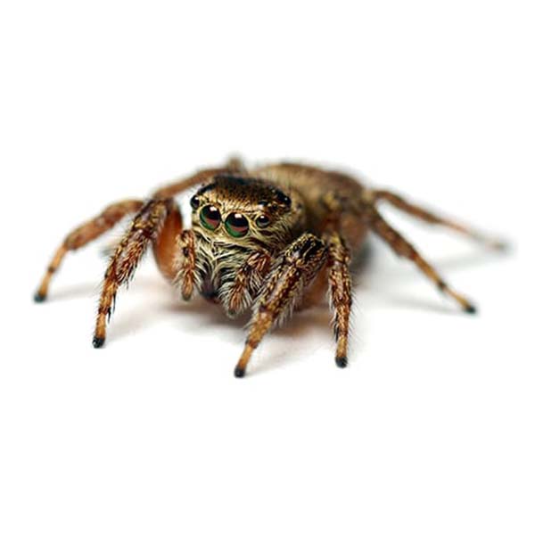 Jumping Spider Identification & Behavior | Control & Prevention