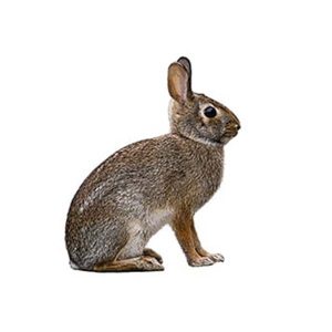 Rabbit identification and information  - Active Pest Control