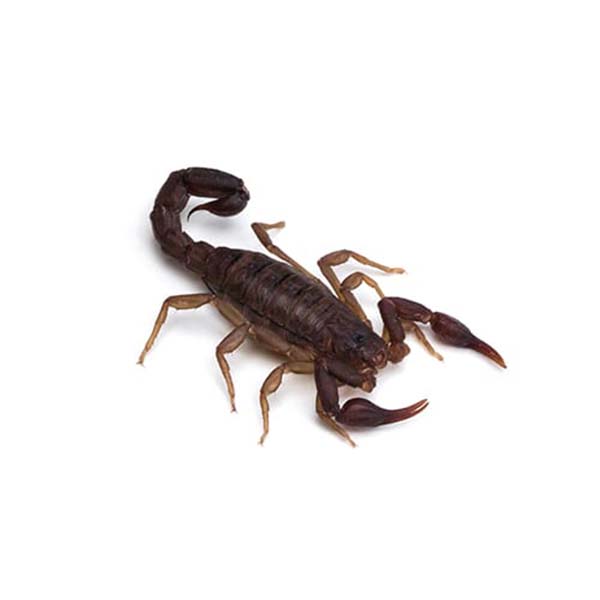 Scorpion identification and  - Active Pest Control