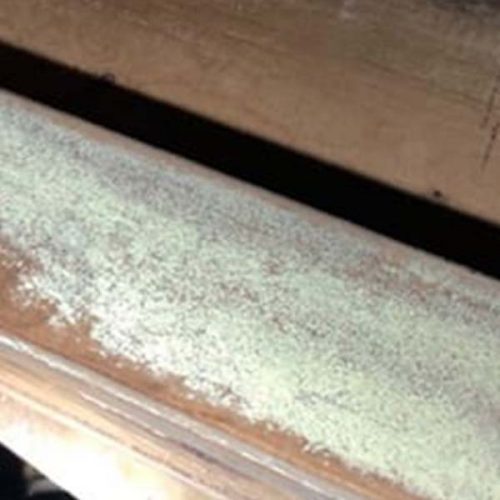 White Rot Fungi Identification & Information Active Pest Control