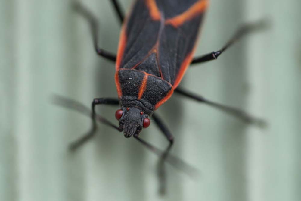 Stink Bugs & Boxelder Bugs in Your Atlanta Home in Atlanta GA - Active Pest Control