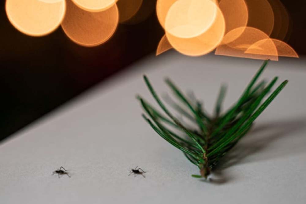 Pests: The Unexpected Gift Under Your Christmas Tree in Atlanta GA - Active Pest Control