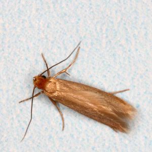 Clothes moth identification  - Active Pest Control