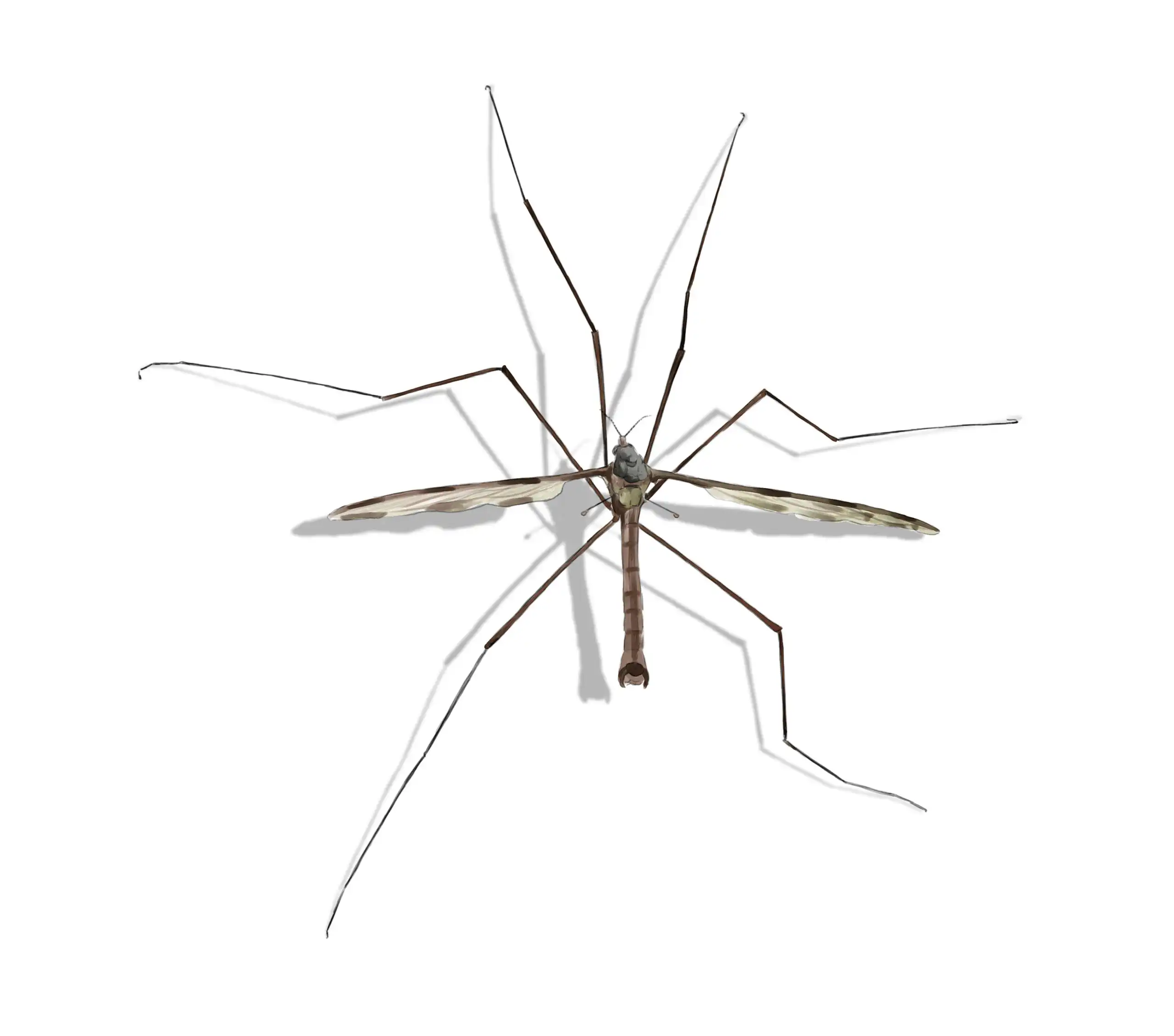 Crane fly identification  - Active Pest Control