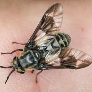 Deer fly identification and information  - Active Pest Control