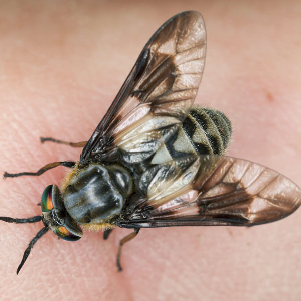 Deer fly identification and information  - Active Pest Control