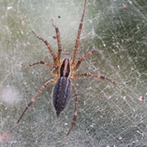 Funnel weaver spider  - Active Pest Control
