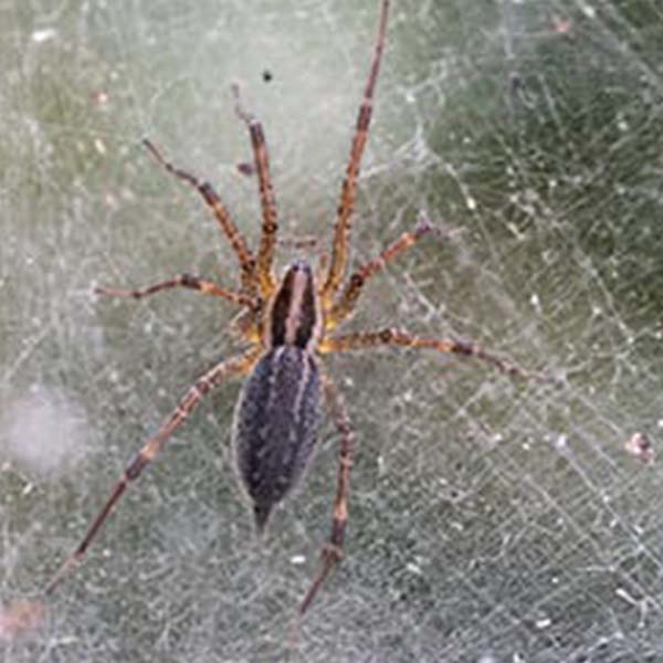 brown recluse web identification