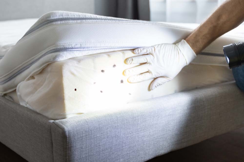 how to check for bed bugs at a hotel