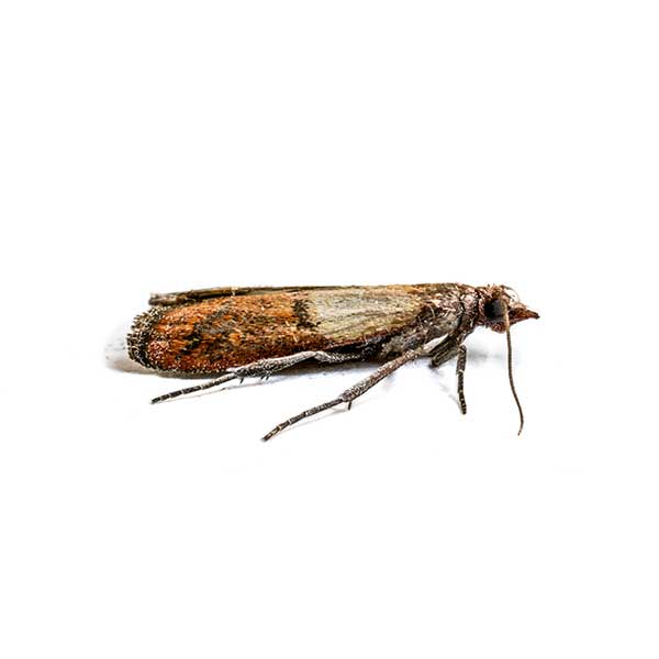 Indian meal moth identification  - Active Pest Control