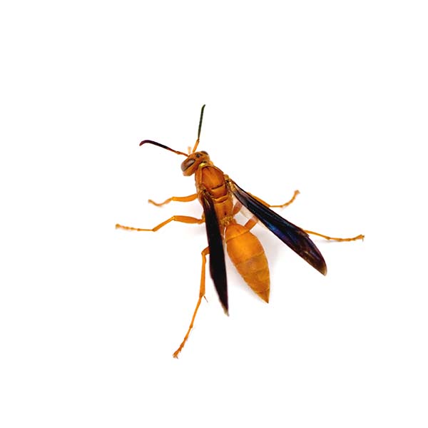 Red paper wasp identification  - Active Pest Control