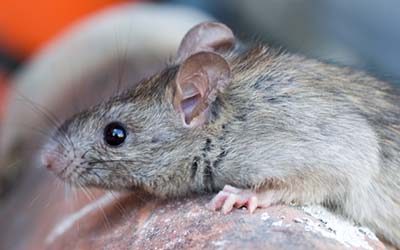 5 Ways to Keep Rodents Away This Fall in Atlanta GA - Active Pest Control
