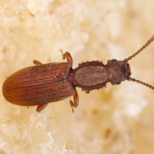 Sawtoothed grain beetle identification  - Active Pest Control