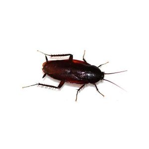 Smokybrown cockroach identification  - Active Pest Control