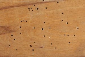 Recognizing termite holes in wood like this are one way to learn how to detect termites early