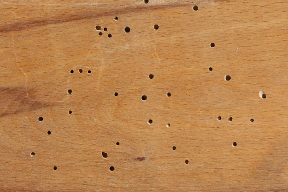 What Do Termite Holes Look Like? - Termite Kick-Out Holes in