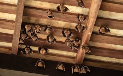 Bats in the attic in Georgia home - Active Pest Control, formerly Active