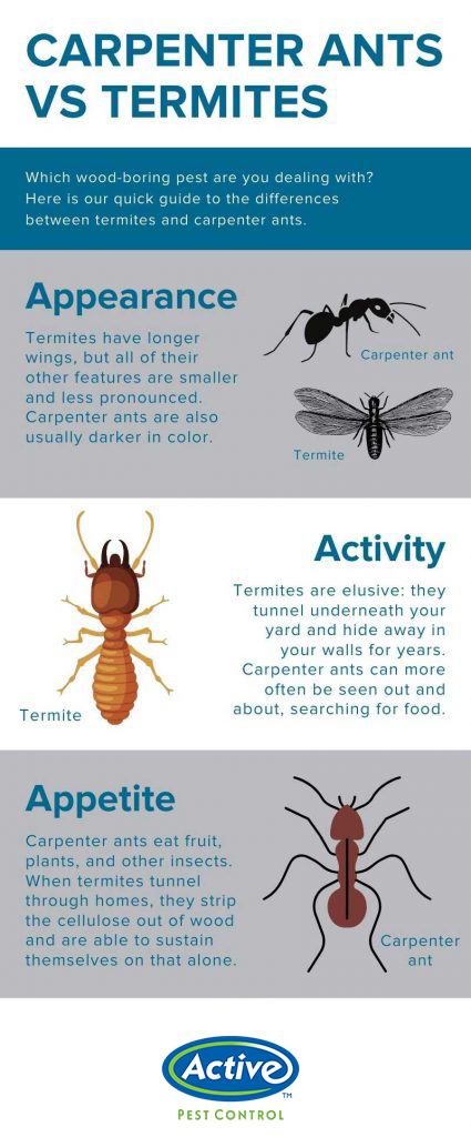Telling apart carpenter ants and termites Active Pest Control