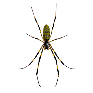 Joro spider identification  - Active Pest Control