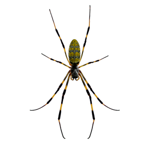 Sac Spider Identification, Habits & Behavior