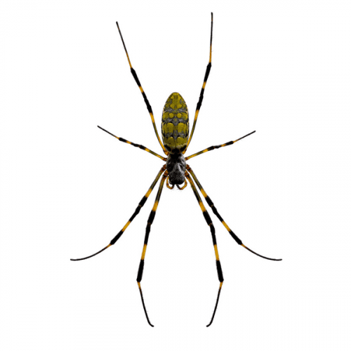 Joro Spider Active Pest Control Pest Control and Exterminator Services