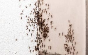 Ants in a bathroom in Georgia - Active Pest Control
