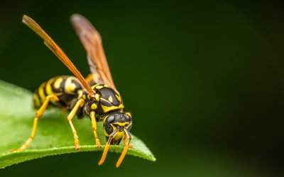 A wasp sitting on a leaf