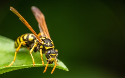 How to Prevent Wasps and Bees – and How to Avoid Getting Stung in your area