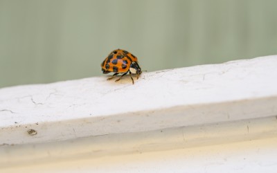 Asian lady beetle on door frame