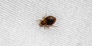 Adult bed bug on mattress