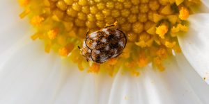 Carpet beetle feeding on the pollen of a daisy
