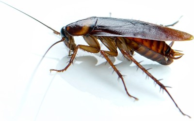 A cockroach on a white background
