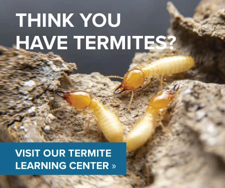 Think you have termites ? Learning Center graphic