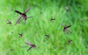 mosquitos swarming outdoors