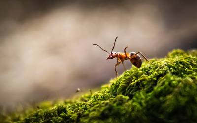 Ant on a mossy rock | natural ant predators in Georgia