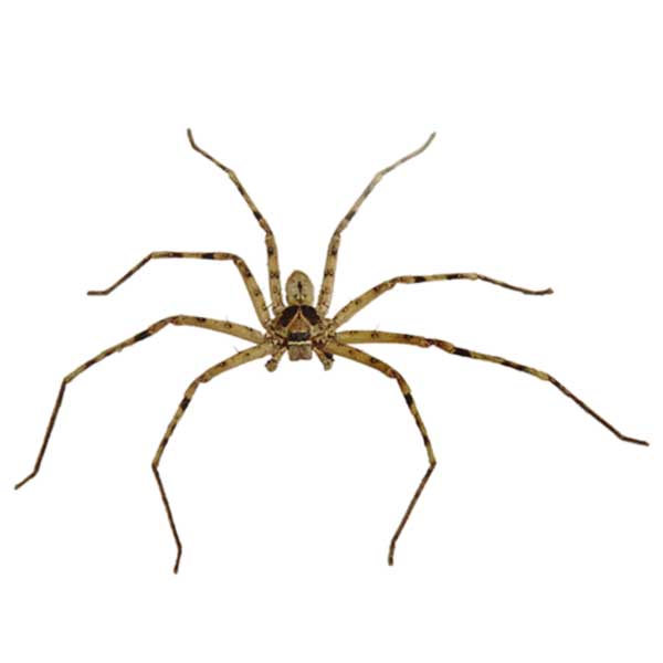 an example of a huntsman spider shown in detail