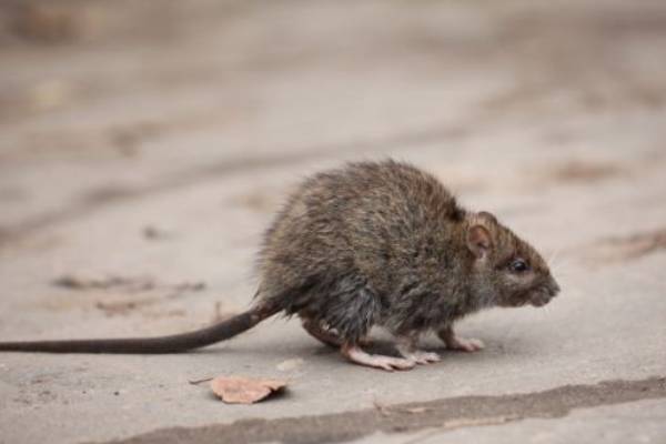 Rodent Identification in Georgia - Active Pest Control