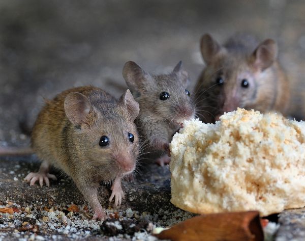 What attracts mice in Georgia - Active Pest Control