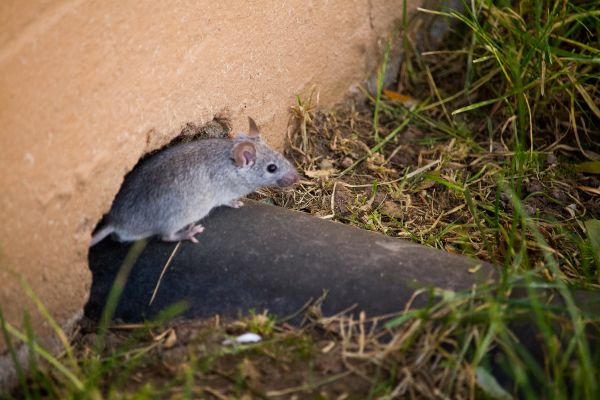 Do i have rats or mice in Georgia - Active Pest Control
