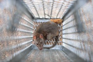 What is rodent prevention in Georgia - Active Pest Control