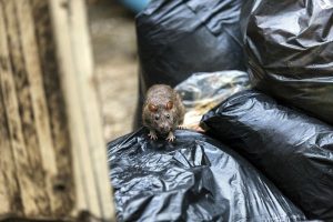 Where do rats live in Georgia - Active Pest Control