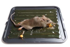 Best Way To Get Rid Of Mice in Georgia - Active Pest Control