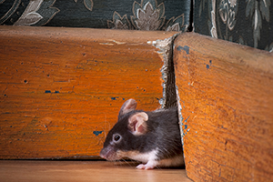 How to Get Rid of Mice in Walls in Georgia - Active Pest Control